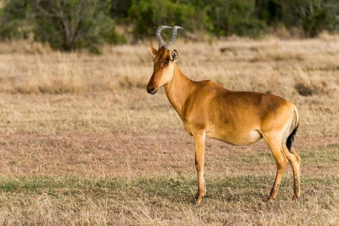 Coke's hartebeest (Alcelaphus cokii) in Ol Pejeta Reserve