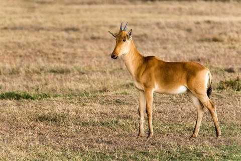 Coke's hartebeest (Alcelaphus cokii) calf in the Ol Pejeta reserve
