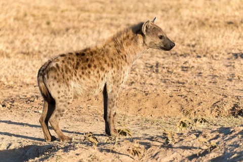 Spotted hyena (Crocuta crocuta)