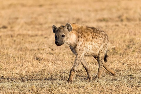 Spotted hyena (Crocuta crocuta) in dry grass