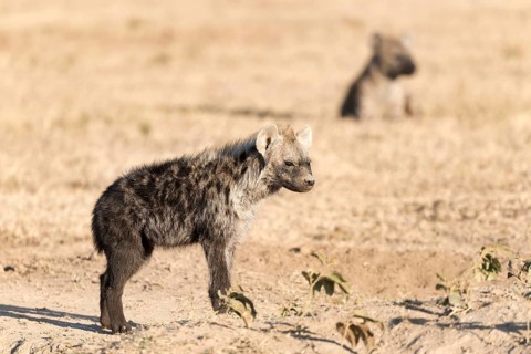 Spotted hyena (Crocuta crocuta)