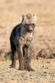 Spotted hyena (Crocuta crocuta)