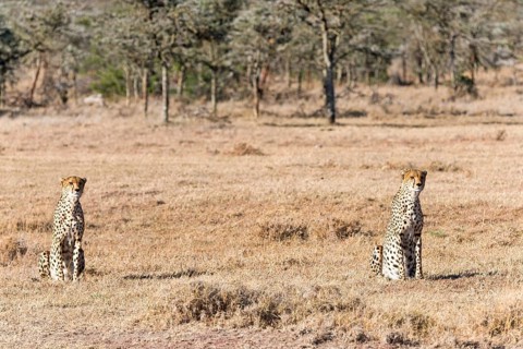 Cheetahs (Acinonyx jubatus) sitting in dry grass