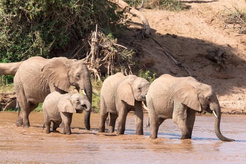 African elephants (Loxodonta africana)