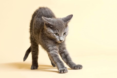 Purebred Cat