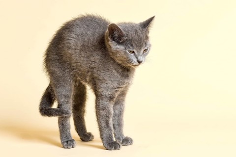 Purebred Cat Russian Blue