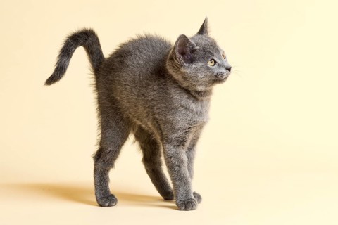 Purebred cat