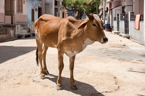 Zebu (Bos primigenius indicus) standing on road