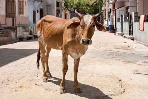 Zebu (Bos primigenius indicus) standing on road
