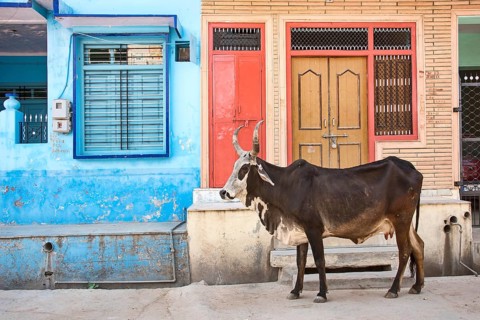 Cow on road
