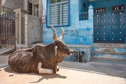 Zebu (Bos primigenius indicus) lying on street