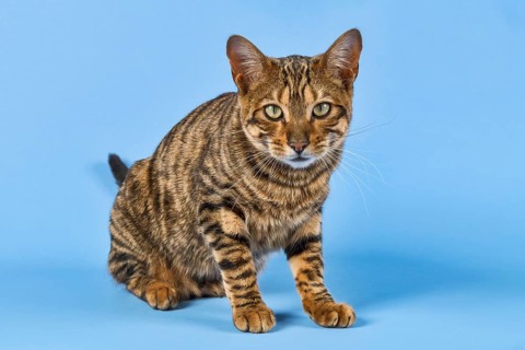 Breedcat Toyger (Felis silvestris catus)