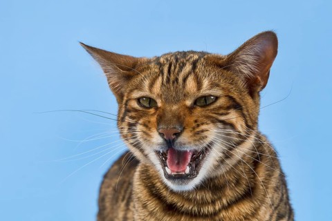 Breedcat Toyger (Felis silvestris catus)