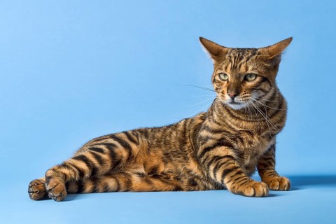 Breedcat Toyger (Felis silvestris catus)