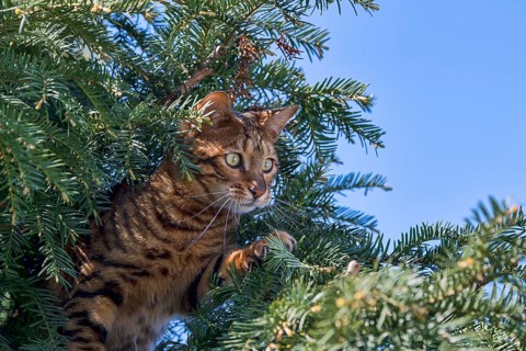 Breedcat Toyger (Felis silvestris catus)