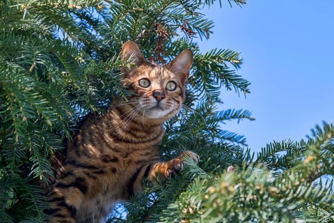 Breedcat Toyger (Felis silvestris catus)