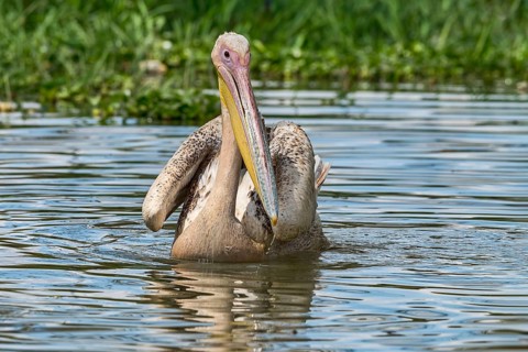 Great white pelican (Pelecanus onocrotalus) juvenil