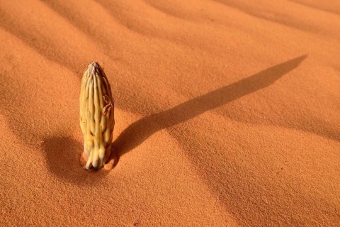 Cistanche plant (Cistanche tinctoria)