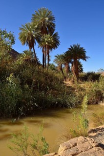 Date palm and water in Iherir Canyon