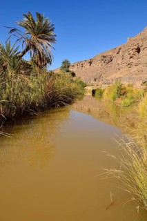 Date palm and water in Iherir Canyon