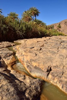Date palm and water in Iherir Canyon