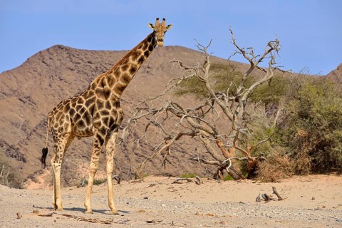 Desert adapted giraffe