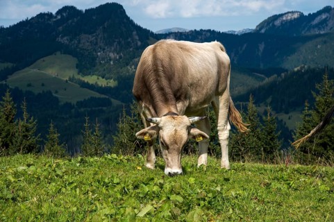 Cow