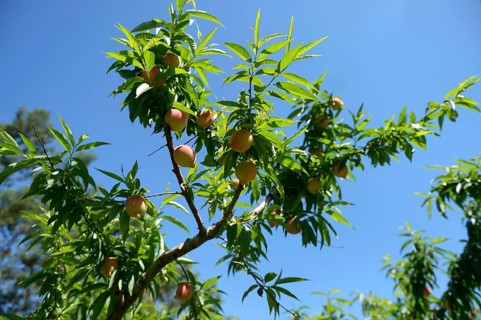 Ripe peaches (Prunus persica)