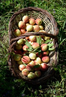 Ripe peaches (Prunus persica) in a basket