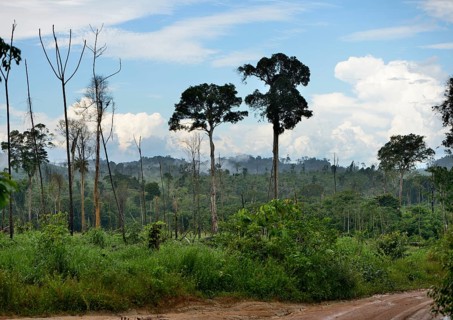 Rainforest a few months after a fire clearing and logging