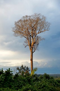 Dead tree in a cleared area