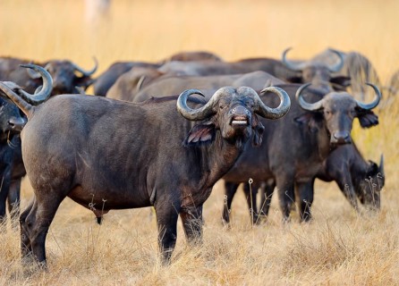 African Buffaloes or Cape Buffaloes (Syncerus caffer)