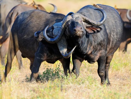 African Buffaloes or Cape Buffaloes (Syncerus caffer)