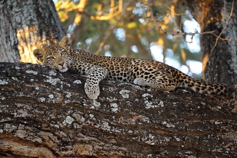Leopard (Panthera pardus)