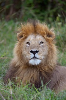 Lion (Panthera leo)