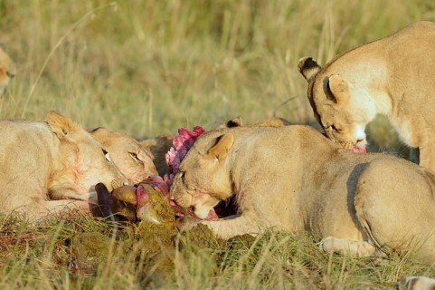 Lionesses (Panthera leo) feeding at the kill