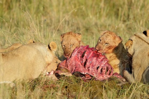 Lionesses (Panthera leo) with pups