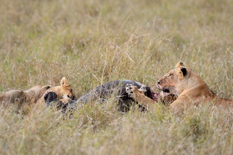 Lionesses (Panthera leo) at the kill