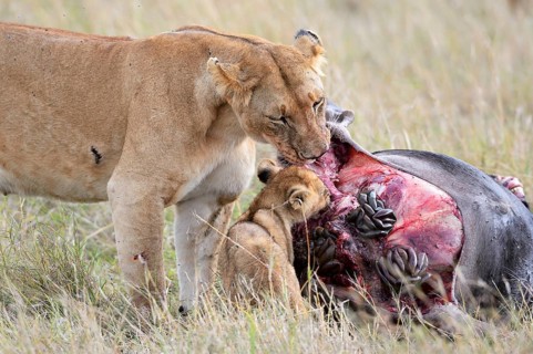 Lioness (Panthera leo) with young