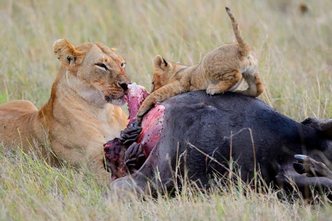 Lioness (Panthera leo) with cub