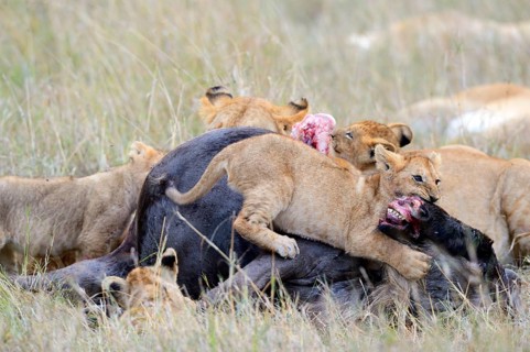Lions (Panthera leo)