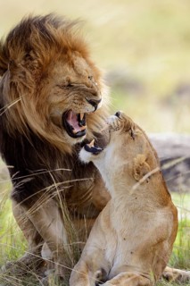 Lion (Panthera leo)