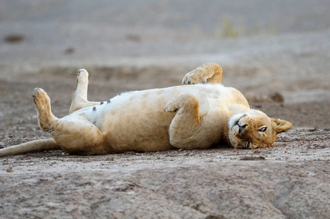 Lioness (Panthera leo) lying on her back
