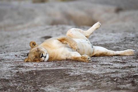 Lioness (Panthera leo)
