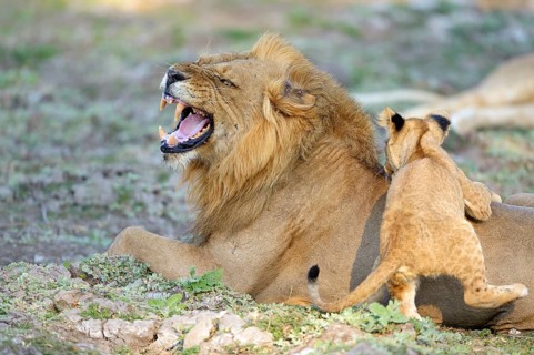 Lion (Panthera leo)
