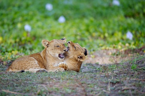Young lions (Panthera leo)