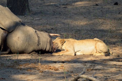 Lioness (Panhera leo) feeding on elephant carcass