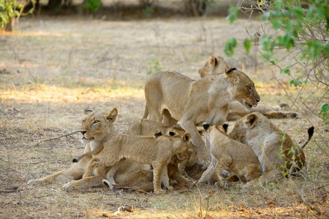 Lions (Panthera leo)