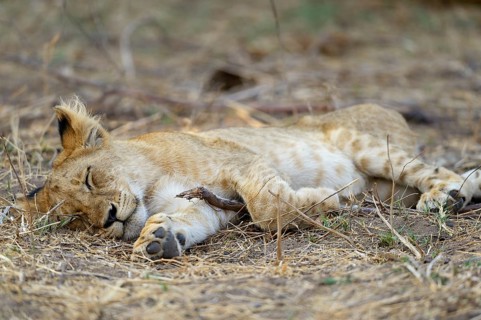 Young lion (Panthera leo)