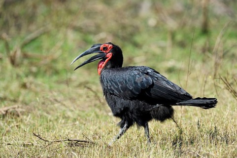 Southern ground hornbill (Bucorvus leadbeateri) foraging